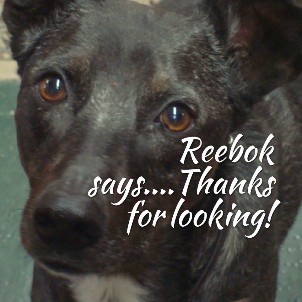 LARGE Kingman Sterling Native American Statement  Bracelet - Picture 9 of 9